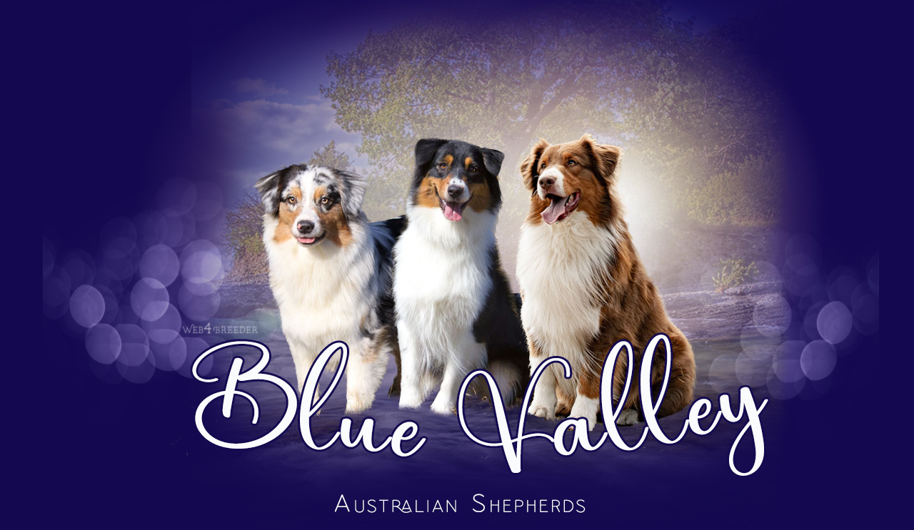 Blue Valley Aussies